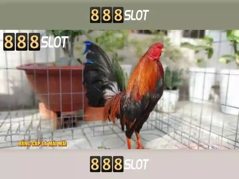 888slot: Đánh giá, trải nghiệm và các trò chơi hàng đầu